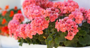 Jak pečovat o muškáty doma, aby kvetly